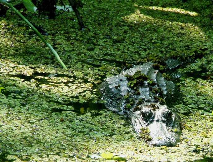 Green Reptile