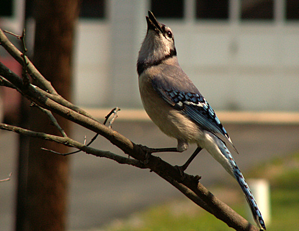 blue jay