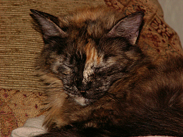 cat nap