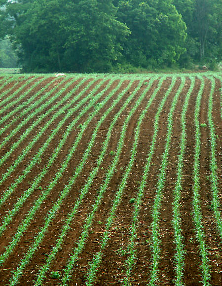 green rows