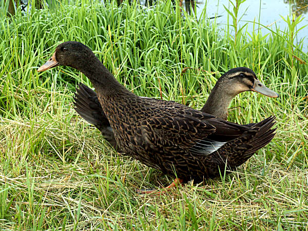 MALLARD2
