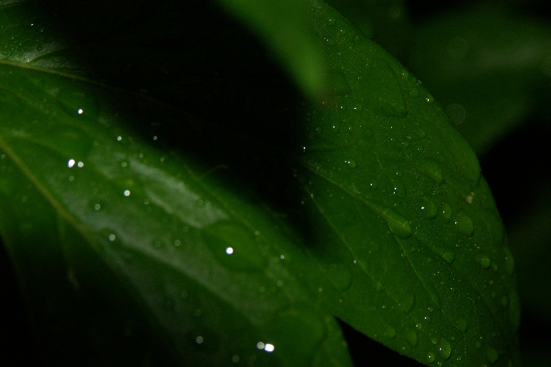 Rain on Leaves