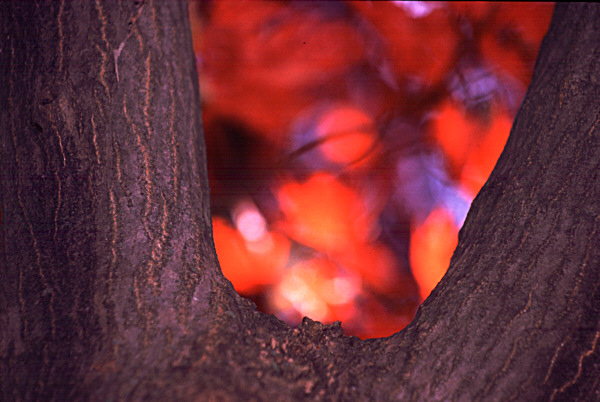 REDBLOB small.jpeg