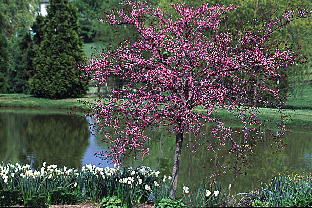 REDBUD small.jpeg