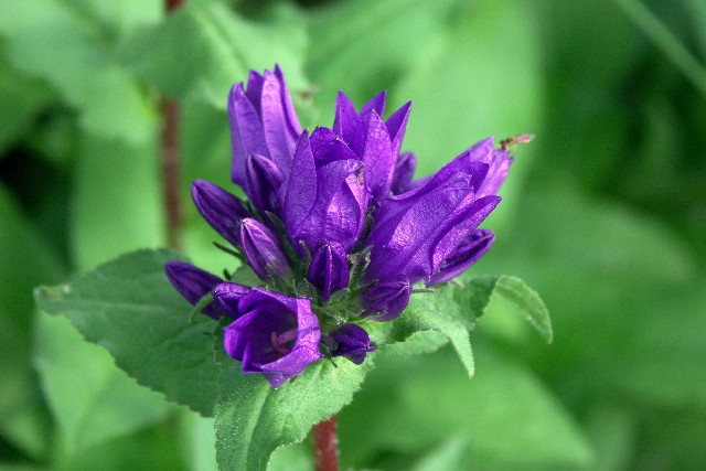 Purple Beauty