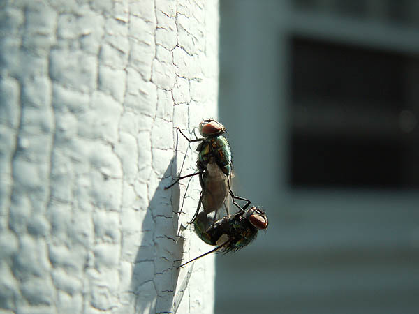 Even Flies Do It!!