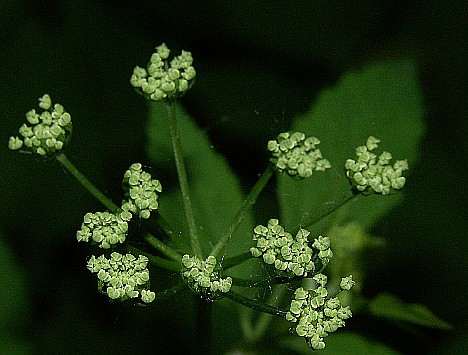 Really Green