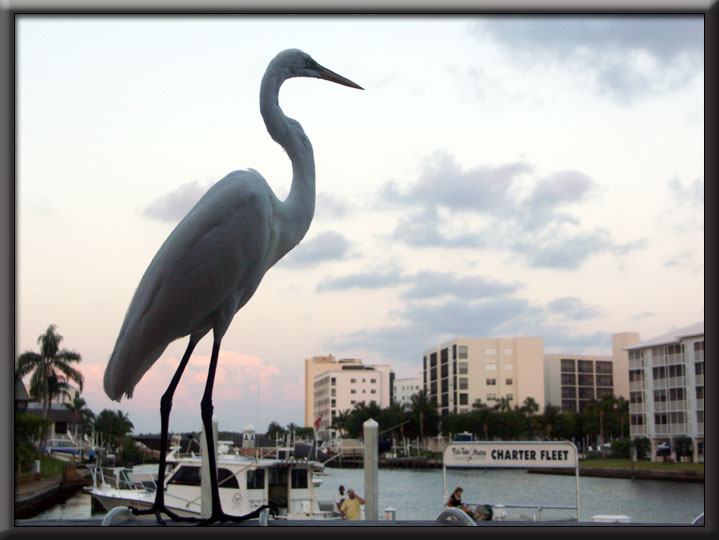 Admiral Egret