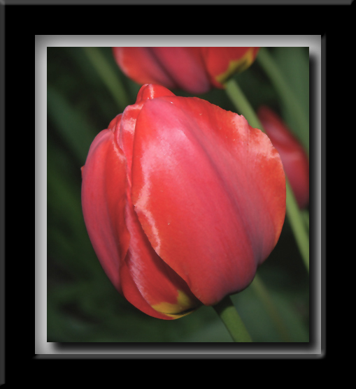 Satin Doll