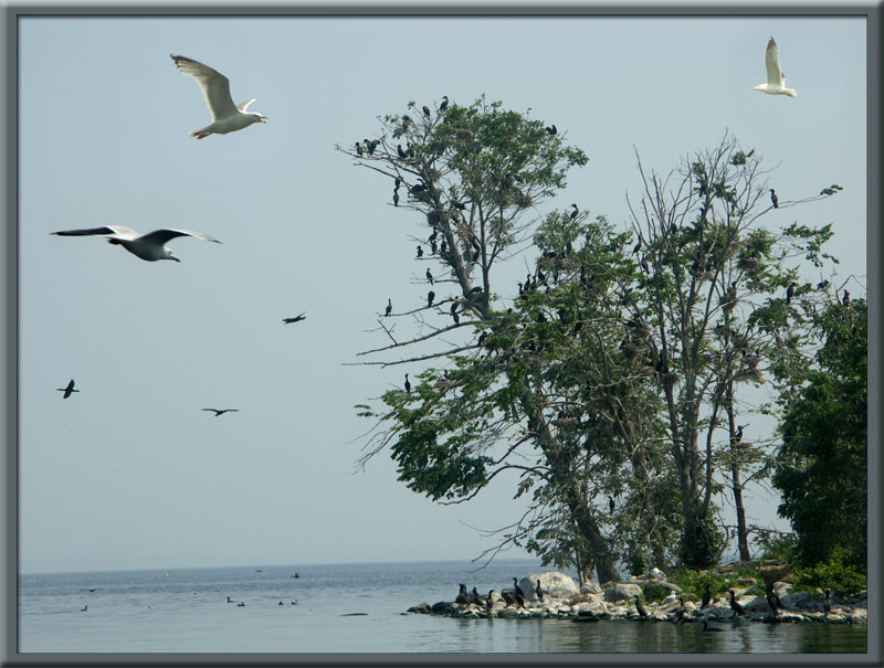 Bird Central