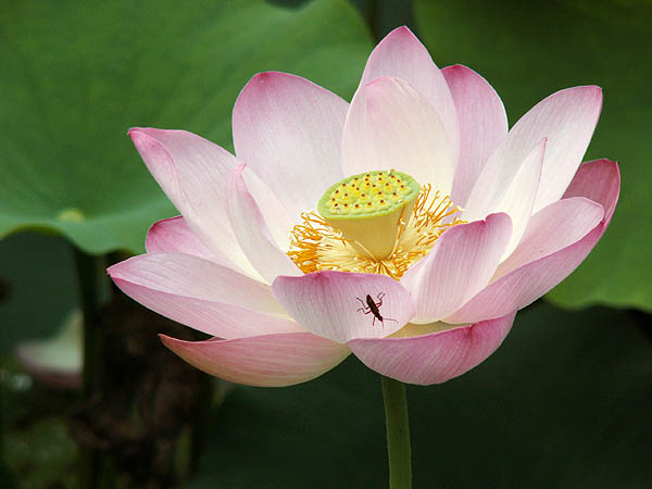 lillypons_gardens