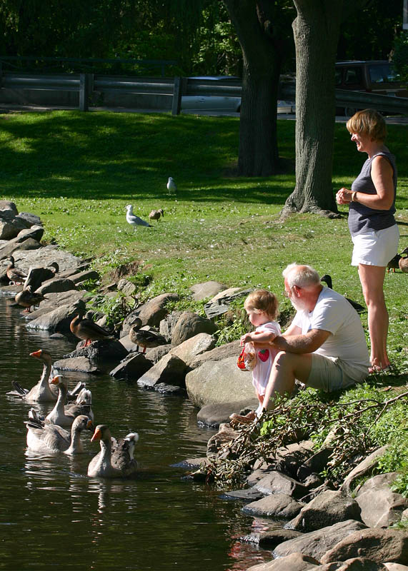 Duck Pond 2