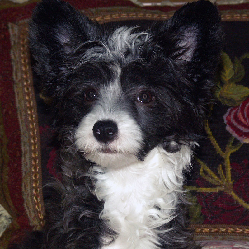 Piper E