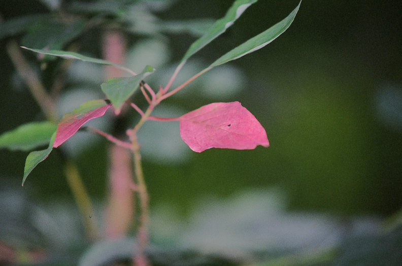 First Hint