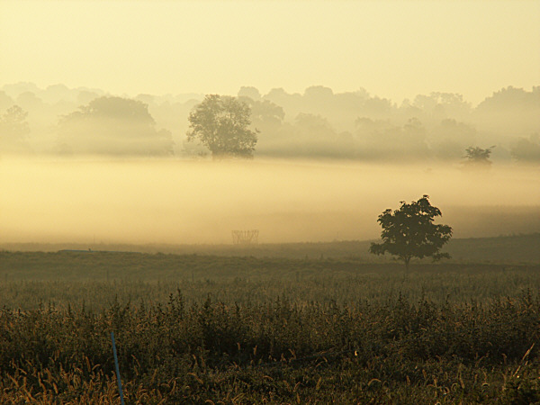 FOGGY FIELD