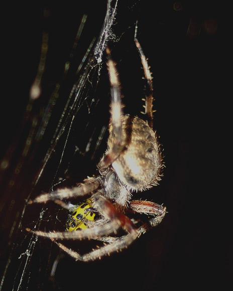 Barn Spider