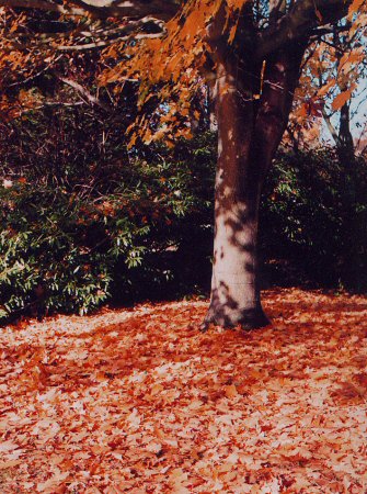 nag_autumn20.jpg