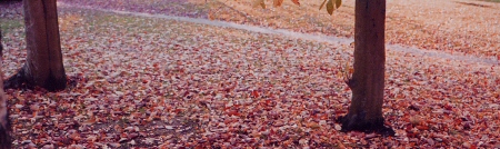 nag_autumn19.jpg