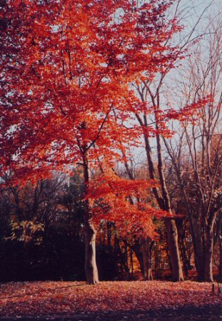 nag_autumn17.jpg