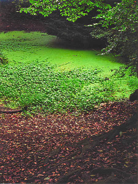 autumn_2005_4.jpg