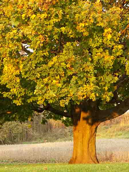 lone tree