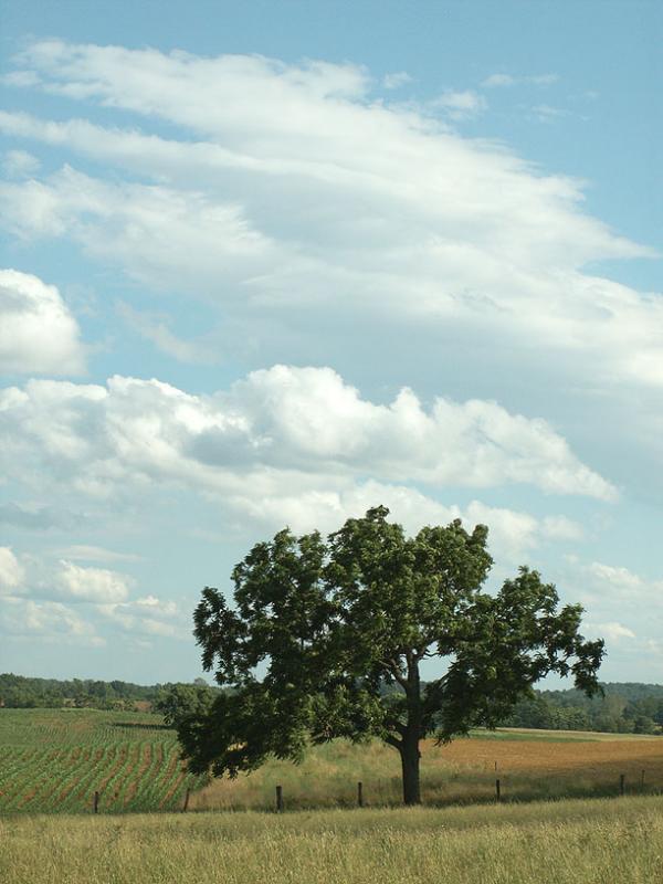 Tree and Clouds