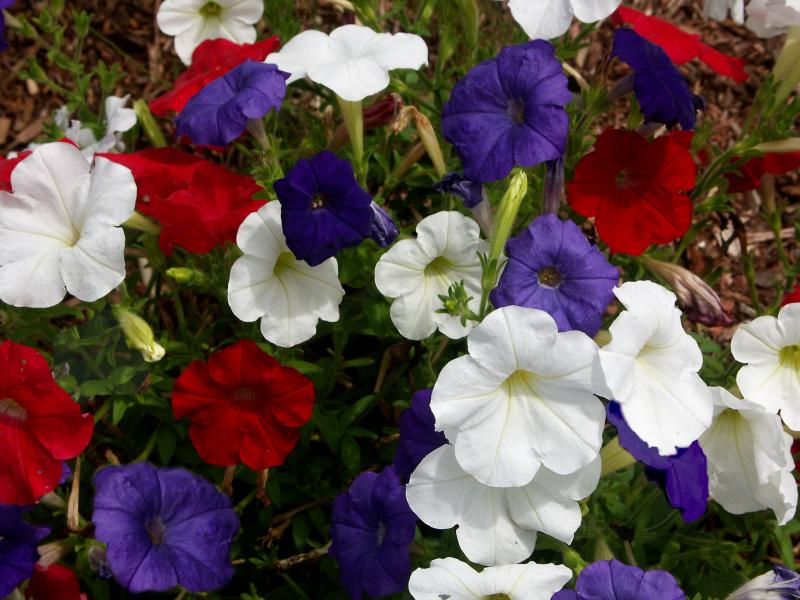 Patriotic Pansies