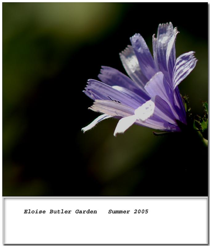 Eloise Butler Garden Day