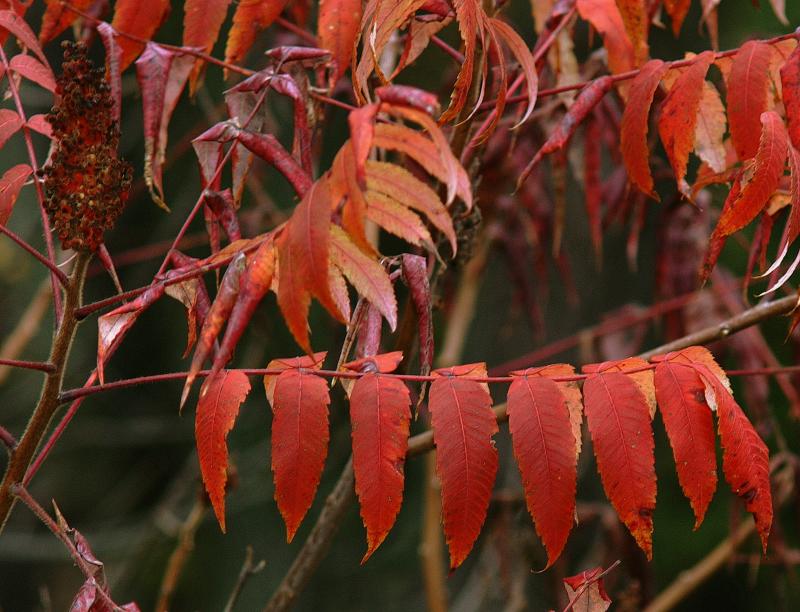 Sumac