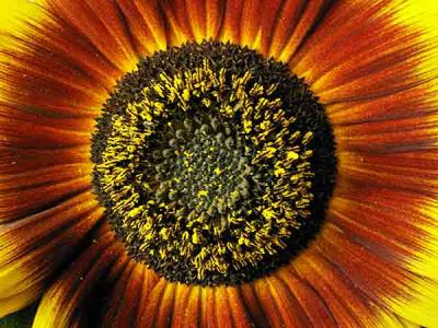 sunburst flower 2