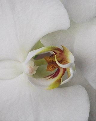 Orchid 2