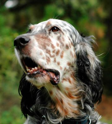 Portrait of a dogV