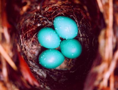 Birds Nest  Blue Eggs w-Rain Drops EN tb0505.jpg