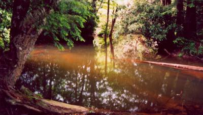 Orchid Creek Summer Reflection - Pan TB0605.jpg