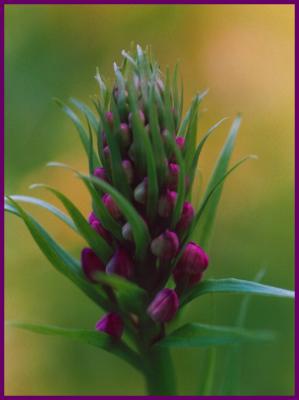 Purple Fringed Orchid Budding - Colored BDR TB0605.jpg