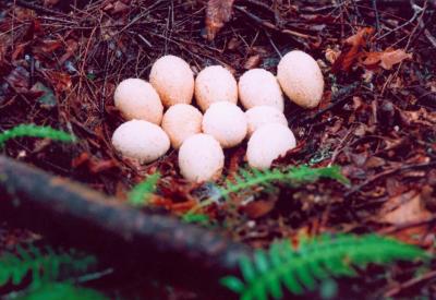 Wild Turkeys Nest - Raindrops on Eggs tb0505.jpg