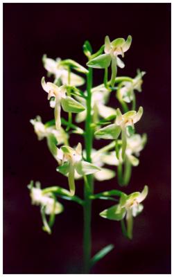 Broad Leafed Orchid - White Blooms TB0605.jpg