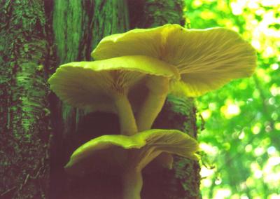 White Mushrooms on Birch Tree tb0705.jpg