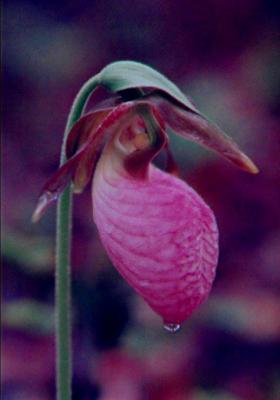 Ladys Slipper Pink Bloom W-Raindrop tb0500 49.jpg