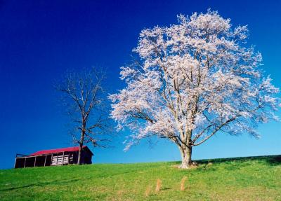 Cherry Tree Blooming - Jericho Rd TB0497.jpg