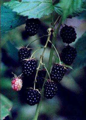 Blackberry Vine - All Blk  1 Red Fruit tb0797.jpg