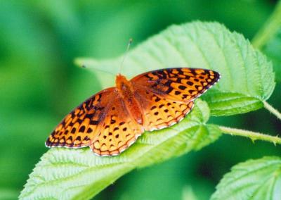 Spangled Fritillary Butterfly on Greenery  tb0703.jpg