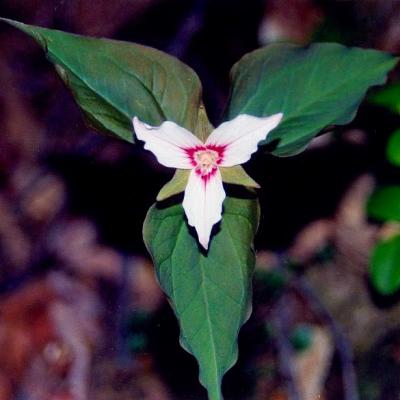 Painted Trillium - Nice Colors tb5-02.jpg