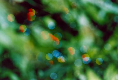 Prismatic Raindrops in Grass - Abstract TB0505.jpg