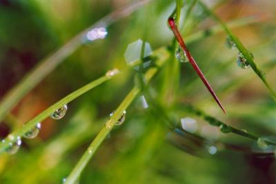 Raindrops on Sunny Spring Grass  TB0505.jpg