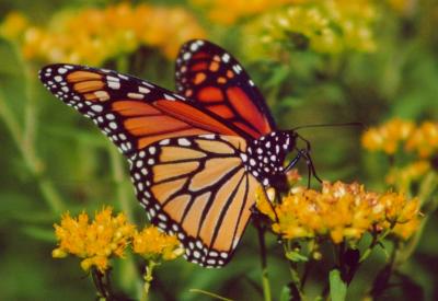 Monarch Butterfly in Goldenrod Crd TB0905.jpg