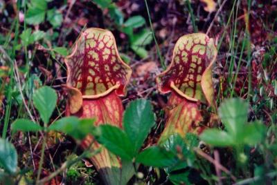 Pitcher Plants out to Lunch cg tb03.jpg