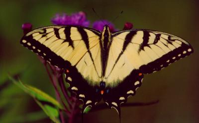 Tiger Swallowtail on Ironweed EN TB0905.jpg