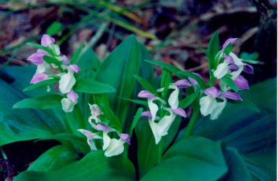Showy Orchis in Bloom - Remake TB1204.jpg