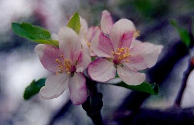 Bunch of Apple Blossoms Pink & Pale tb0502.jpg